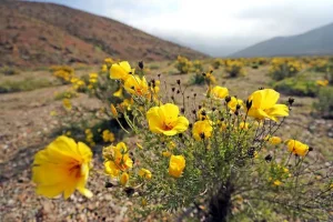 Chile's Atacama Desert bursts into bloom  - 27-08-2026